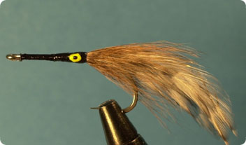 Cockroach.jpg