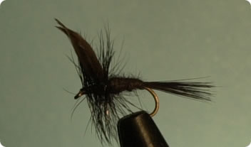 blackgnat.jpg