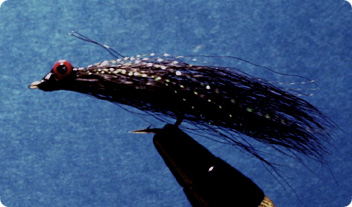 clousserminnowBLK.jpg