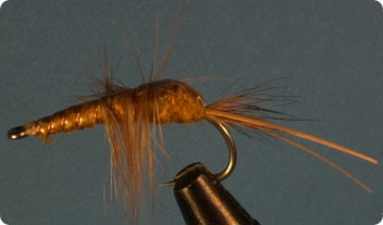 goldsaltshrimp.jpg